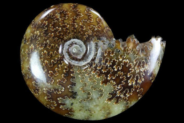 Polished, Agatized Ammonite (Cleoniceras) - Madagascar #97273